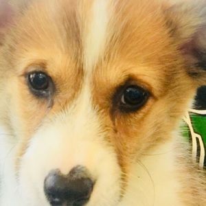 Meet your Posher, Carol